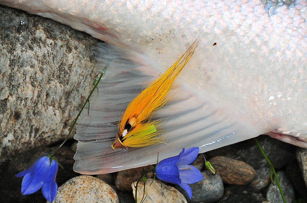 Fiske i älven