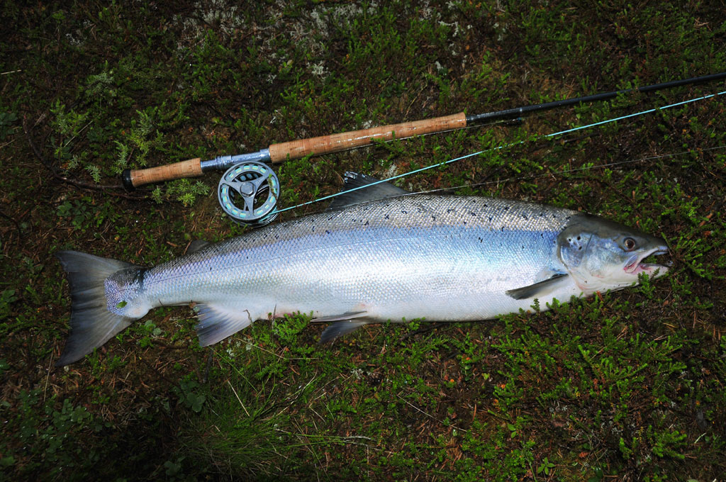 Fiske